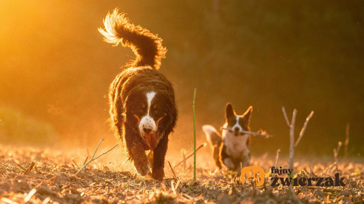 Berneński pies pasterski biega z mniejszym psem. Psy są na polu w czasie zachodu słońca.