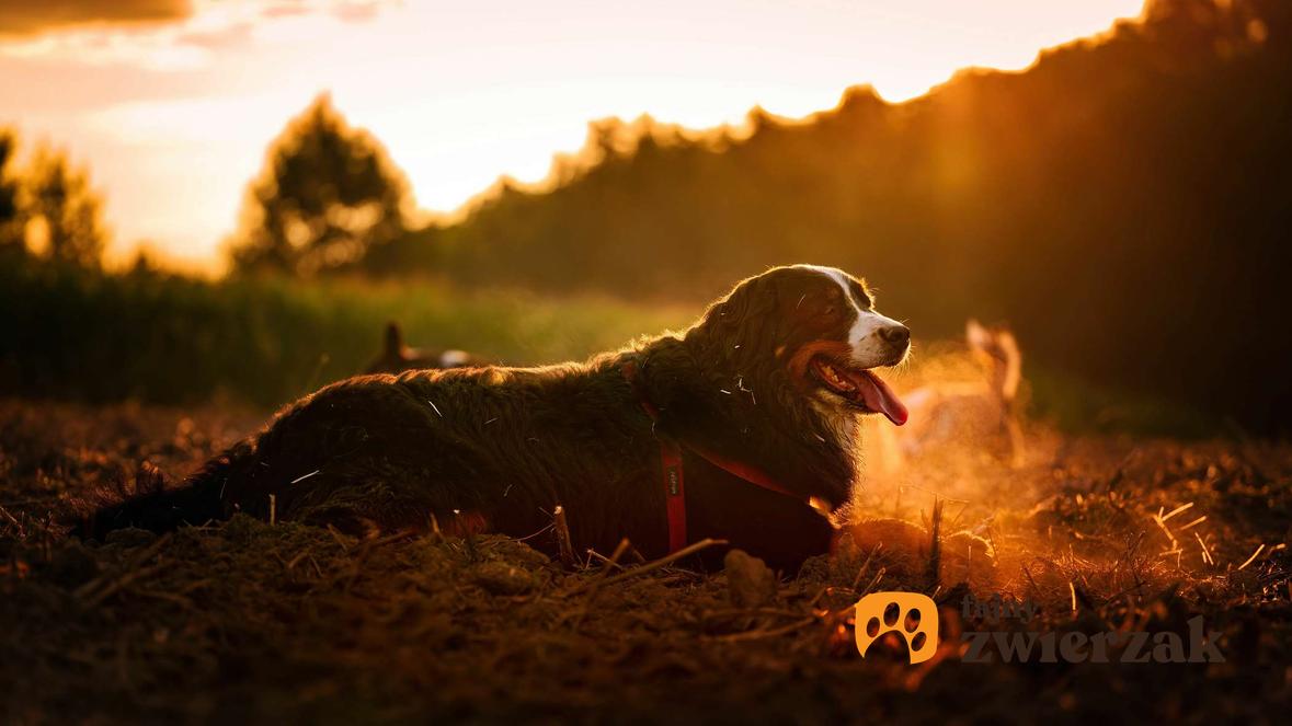 Berneński pies pasterski w czerownych szelkach. Pies leży na polu.