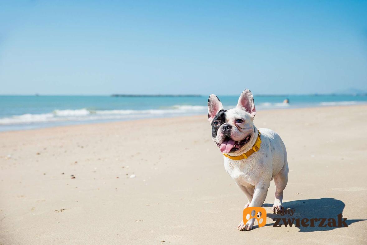Buldog francuski idzie po plaży. W tle widać morze. Pies ma żółtą obrożę.