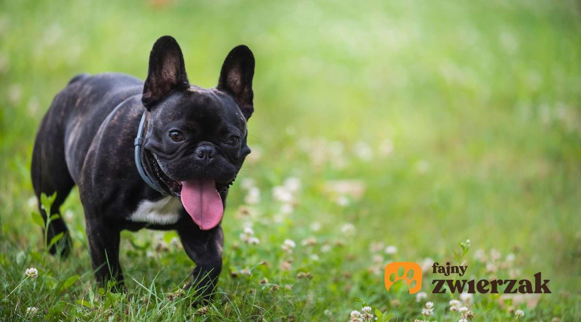 Buldog francuski idzie w trawie. Pies ma otwarty pysk i widoczny język.