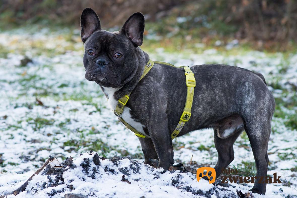 Buldog francuski w żółtych szelkach patrzy w obiektyw. Pies stoi bokiem na śniegu.