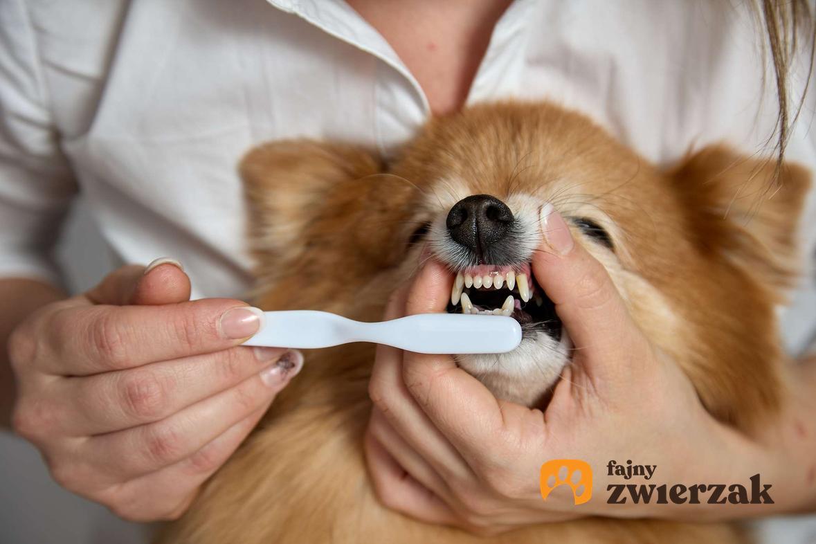 Szpic niemiecki mały podczas mycia zębów.