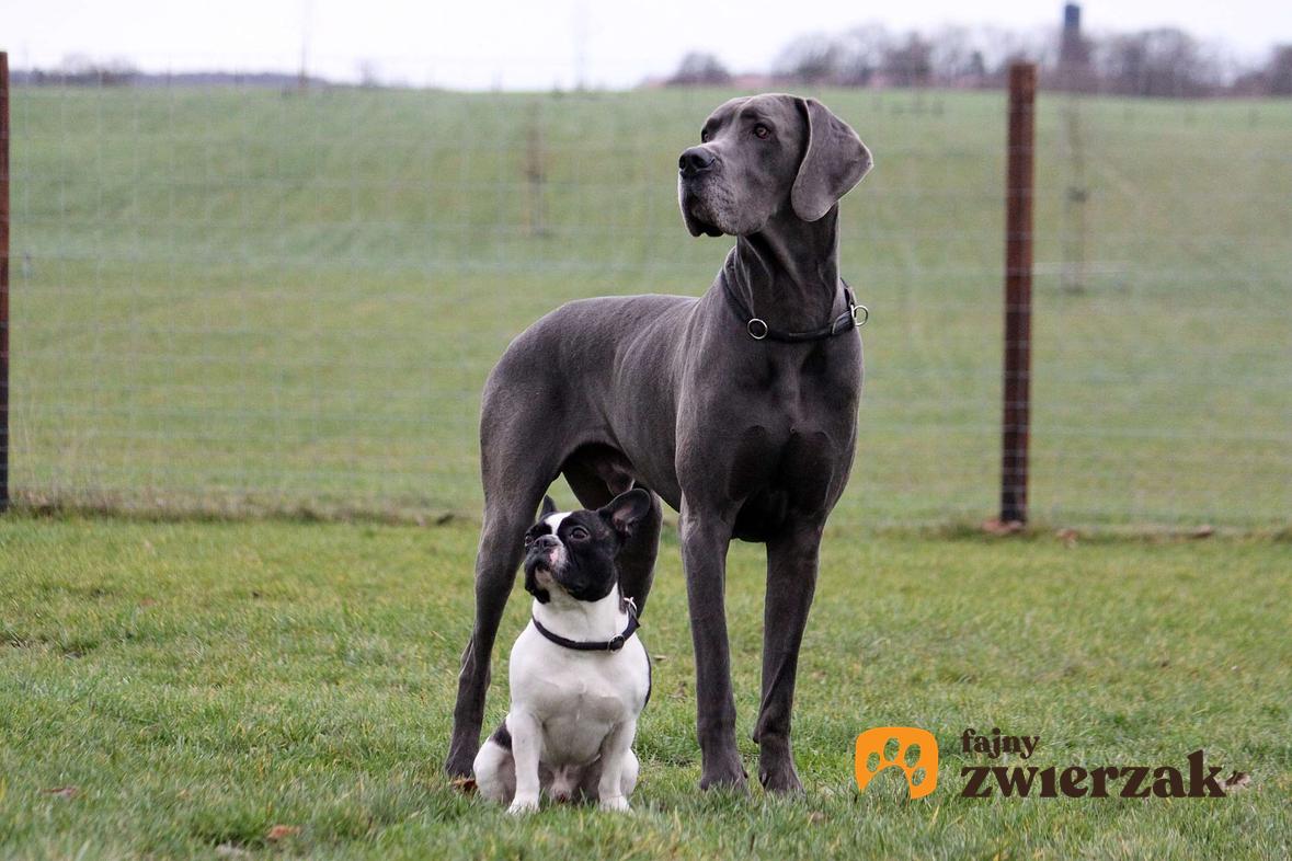Dog niemiecki pozuje obok psa małej rasy.