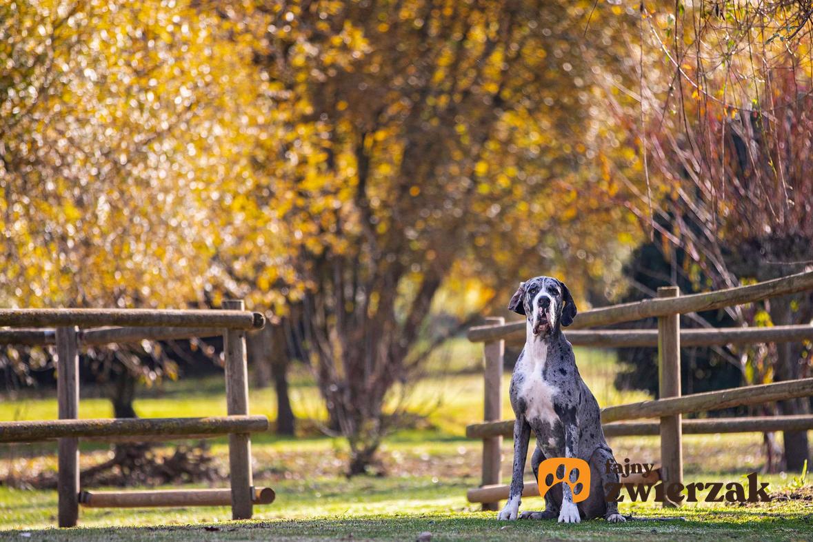 Dog niemiecki siedzi jesienią przed drewnianym ogrodzeniem.
