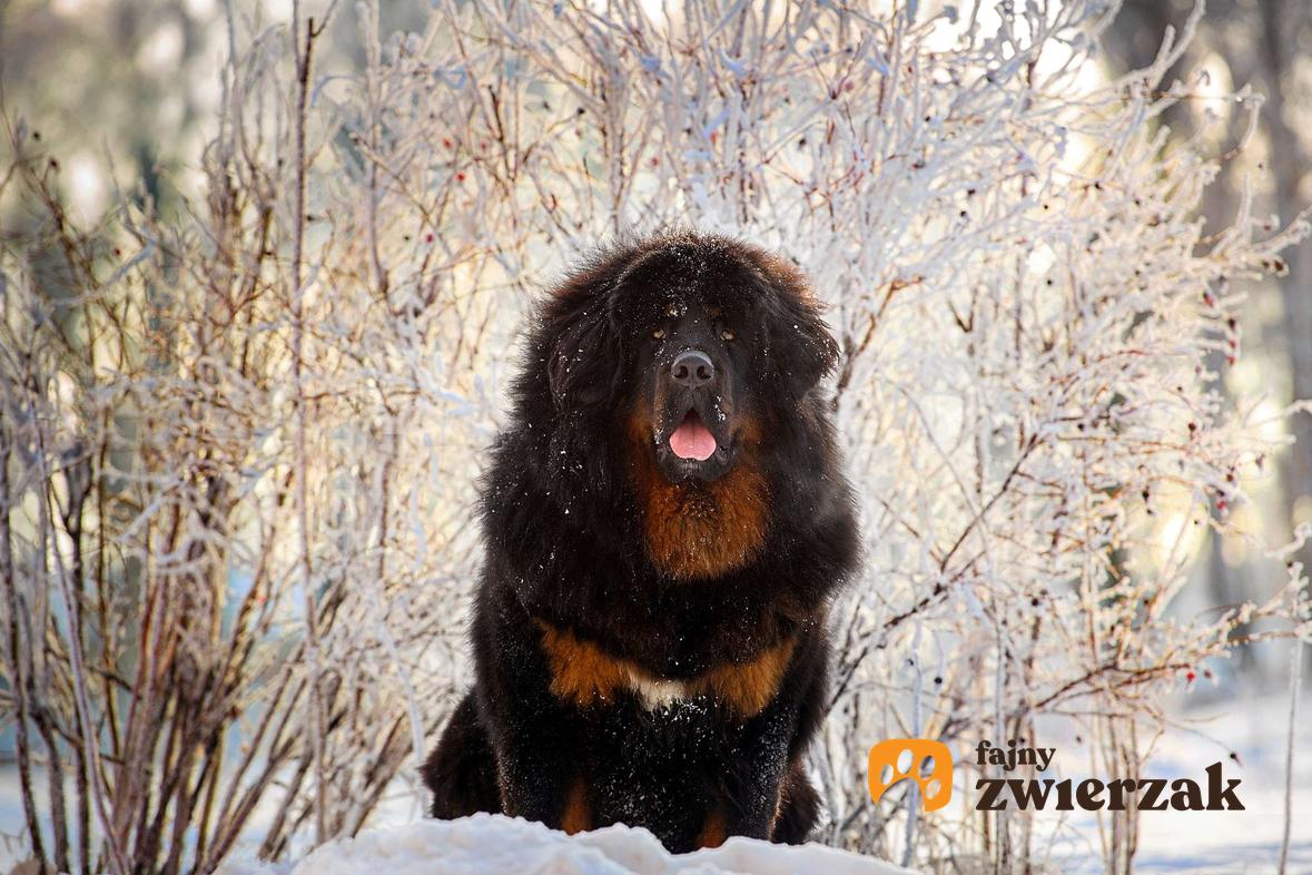 Mastif tybetański w zimowej scenerii.