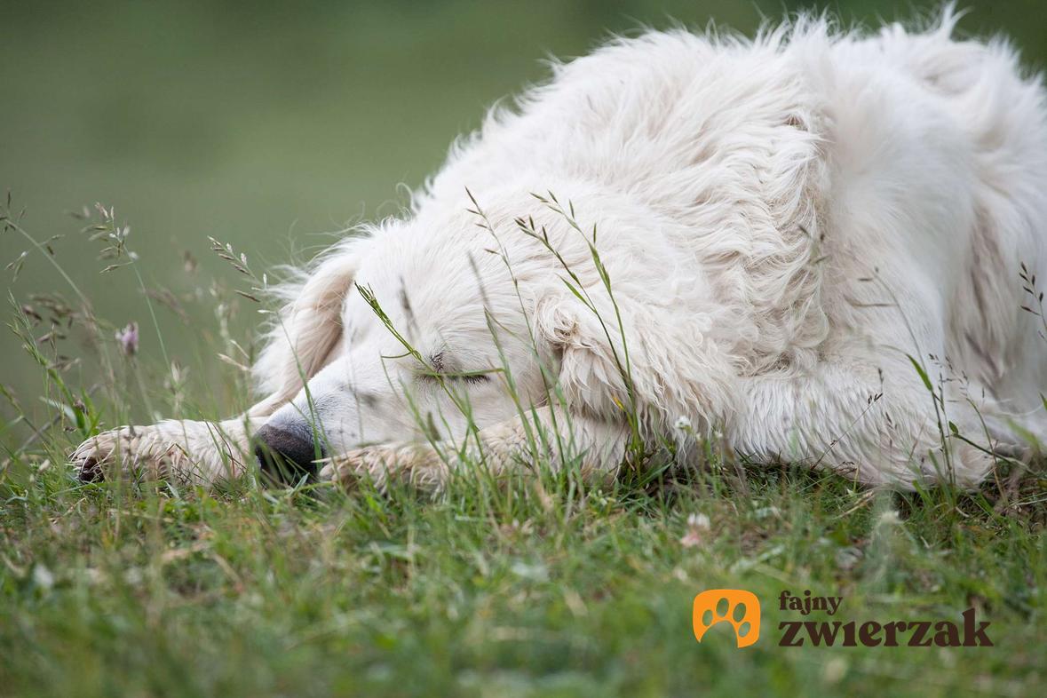 Owczarek podhalański śpi na trawniku.