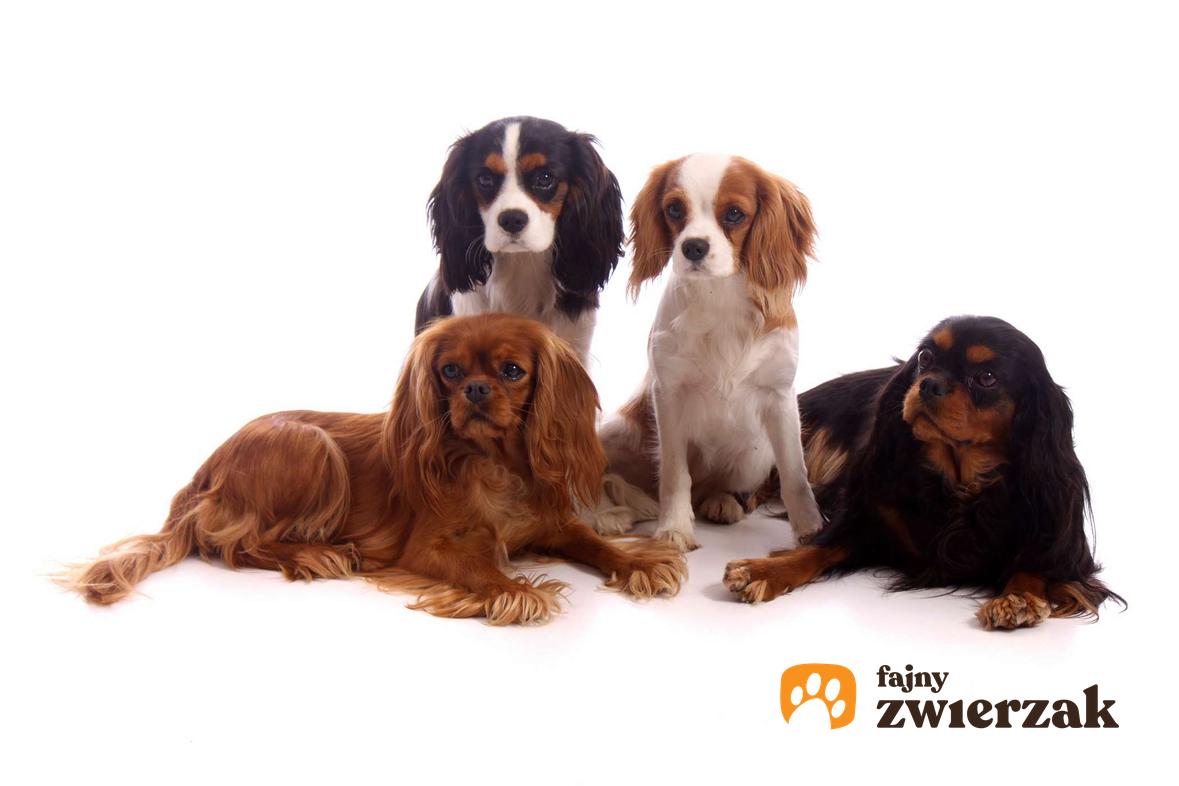 Cztery psy rasy cavalier king charles spaniel o różnym umaszczeniu.