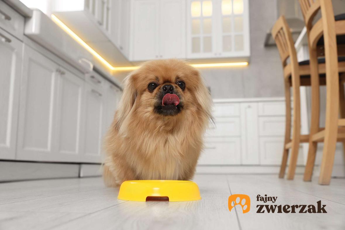 Pekińczyk w kuchni. Pies stoi obok żółtej miski.
