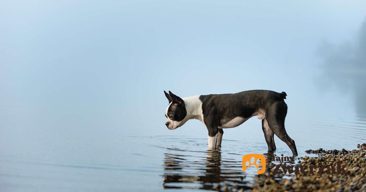 Boston terrier stoi w wodzie.