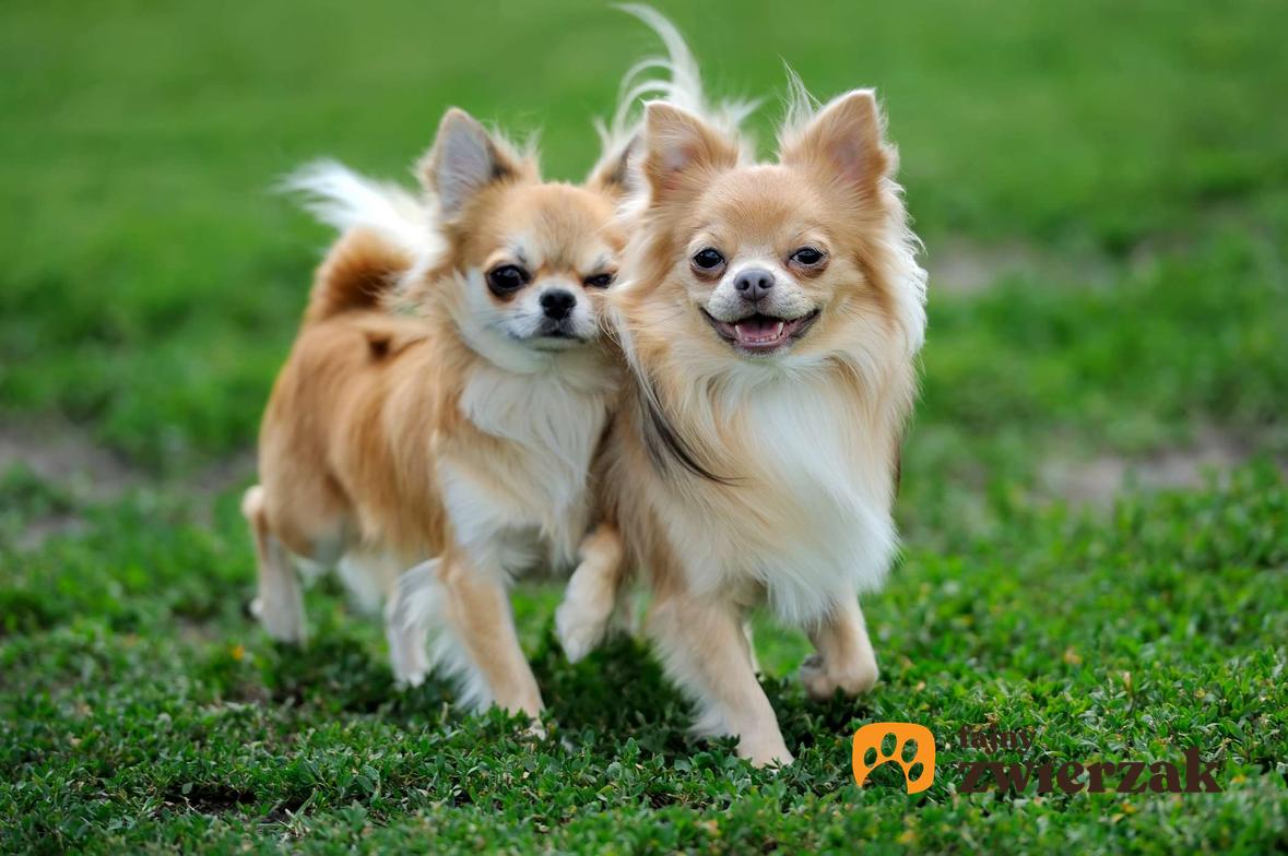 Dwa psy chihuahua razem. Psy biegają na trawie.