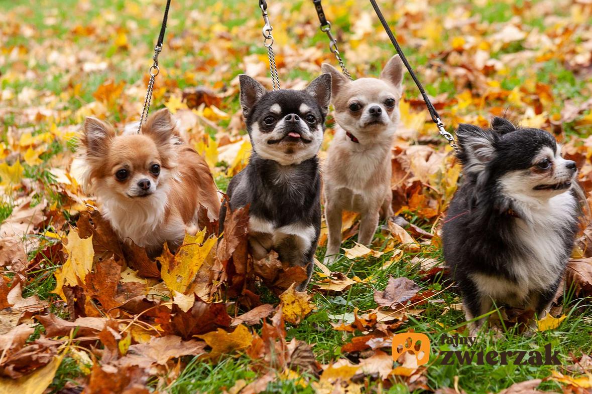 Cztery psy chihuahua na spacerze. Psy są na smyczy w parku.