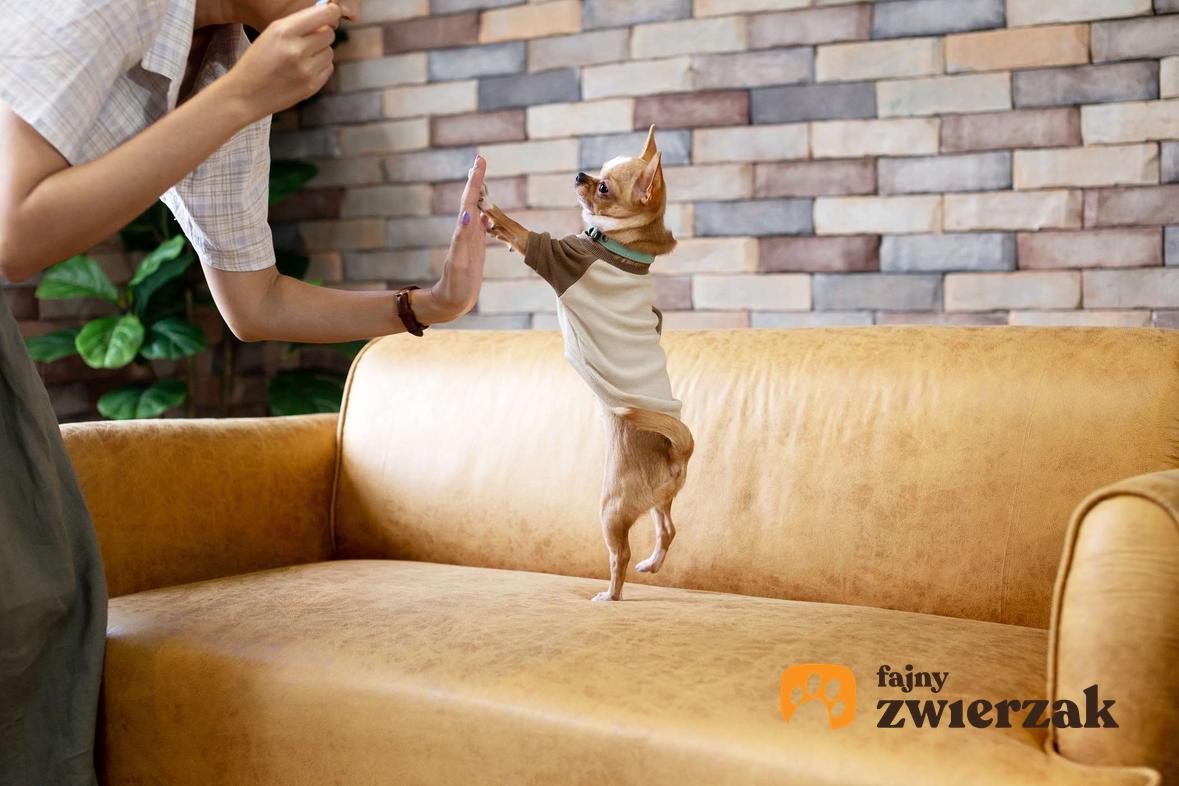 Chihuahua stoi na tylnych nogach na kanapie. Obok jest człowiek.