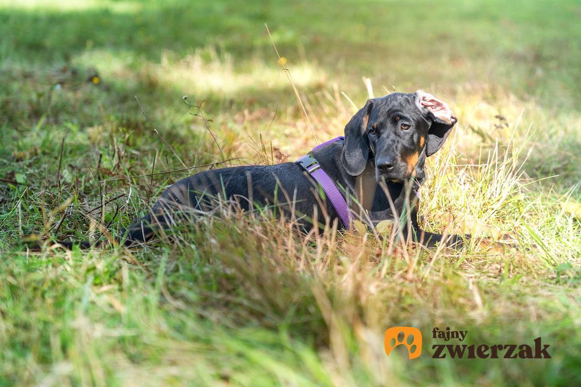 Gończy polski leży w trawie. Pies jest w fioletowych szelkach.