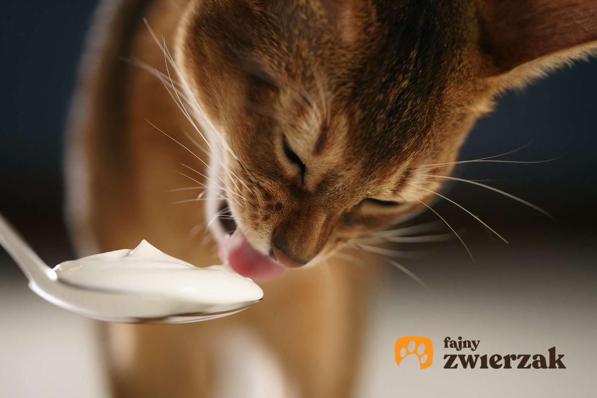 Kot abisyński zlizuje jogurt z łyżeczki.
