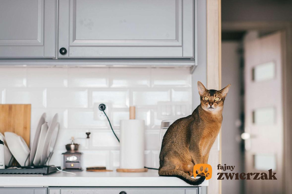 Kot abisyński siedzi na blacie w kuchni.
