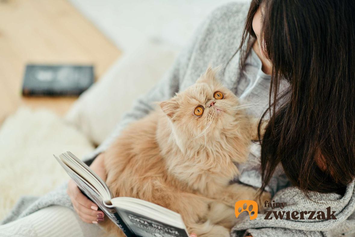 Kot perski obok opiekunki czytającej książkę.