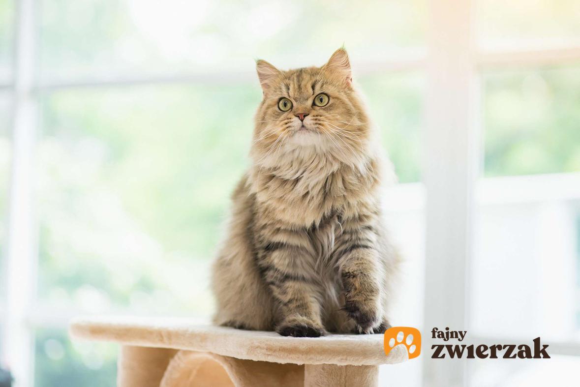 Kot perski siedzi na szczycie drapaka.