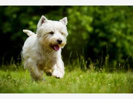 West highland white terrier - zdjęcie 1