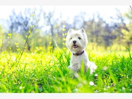 West highland white terrier - zdjęcie 2