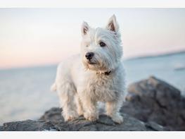 West highland white terrier - zdjęcie 3