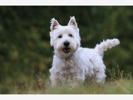West highland white terrier - zdjęcie 4