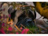 Mastif angielski - zdjęcie 2