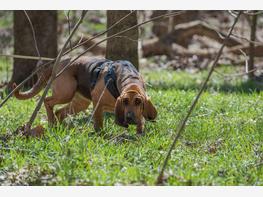 Bloodhound - zdjęcie 2