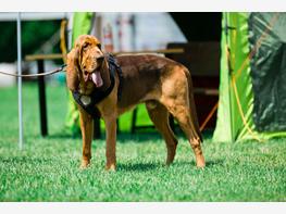 Bloodhound - zdjęcie 5