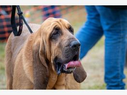 Bloodhound - zdjęcie 6