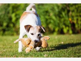 Parson Russell terrier - zdjęcie 3