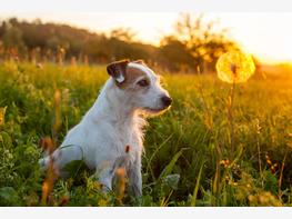 Parson Russell terrier - zdjęcie 1