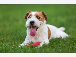 Parson Russell terrier - zdjęcie 2