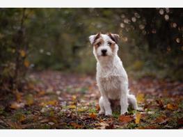 Parson Russell terrier - zdjęcie 4