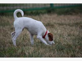 Parson Russell terrier - zdjęcie 6