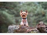 Yorkshire terrier - zdjęcie 2