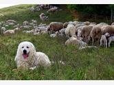 Pirenejski pies górski - zdjęcie 6