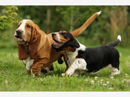 Basset hound - zdjęcie 2
