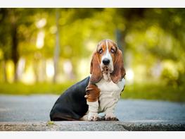 Basset hound - zdjęcie 1