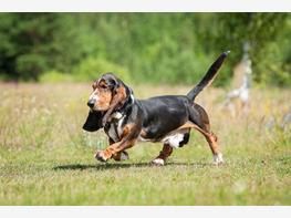 Basset hound - zdjęcie 3
