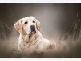 Labrador retriever - zdjęcie 5
