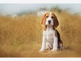 Beagle - zdjęcie 1