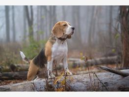 Beagle - zdjęcie 3