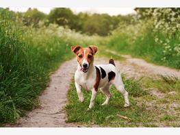 Jack Russell terrier - zdjęcie 6