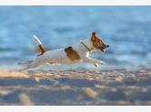 Jack Russell terrier - zdjęcie 3