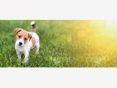 Jack Russell terrier - zdjęcie 4