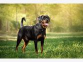 Rottweiler - zdjęcie 4