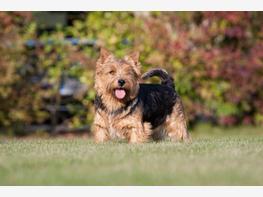 Norwich terrier - zdjęcie 3