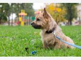 Norwich terrier - zdjęcie 3