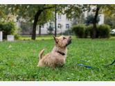 Norwich terrier - zdjęcie 4