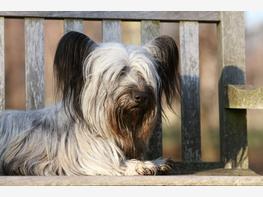 Skye terrier - zdjęcie 2